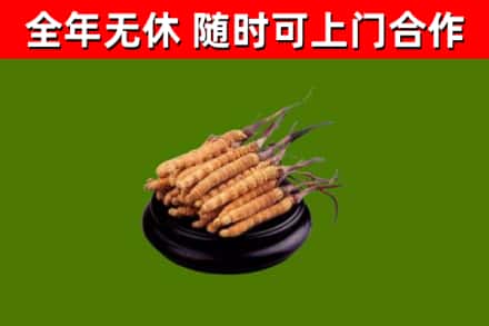 卧龙回收冬虫夏草