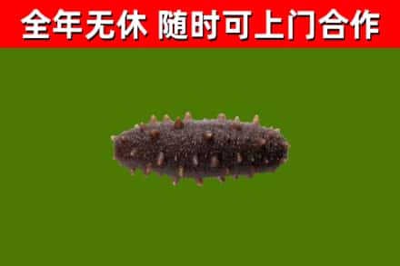 卧龙回收海参干